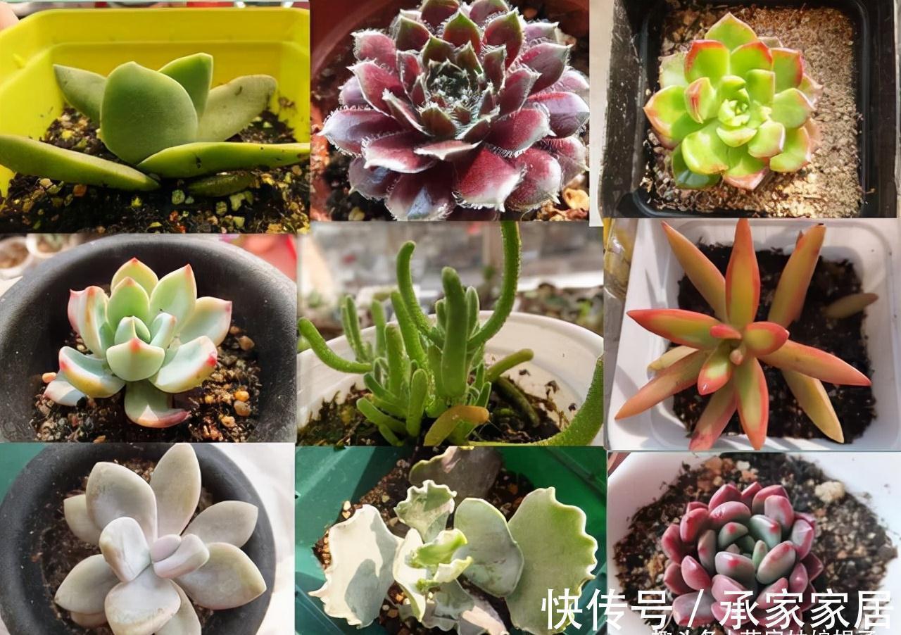 给多肉植物上盆，牢记这5个方面，服盆快，后期也好养一些