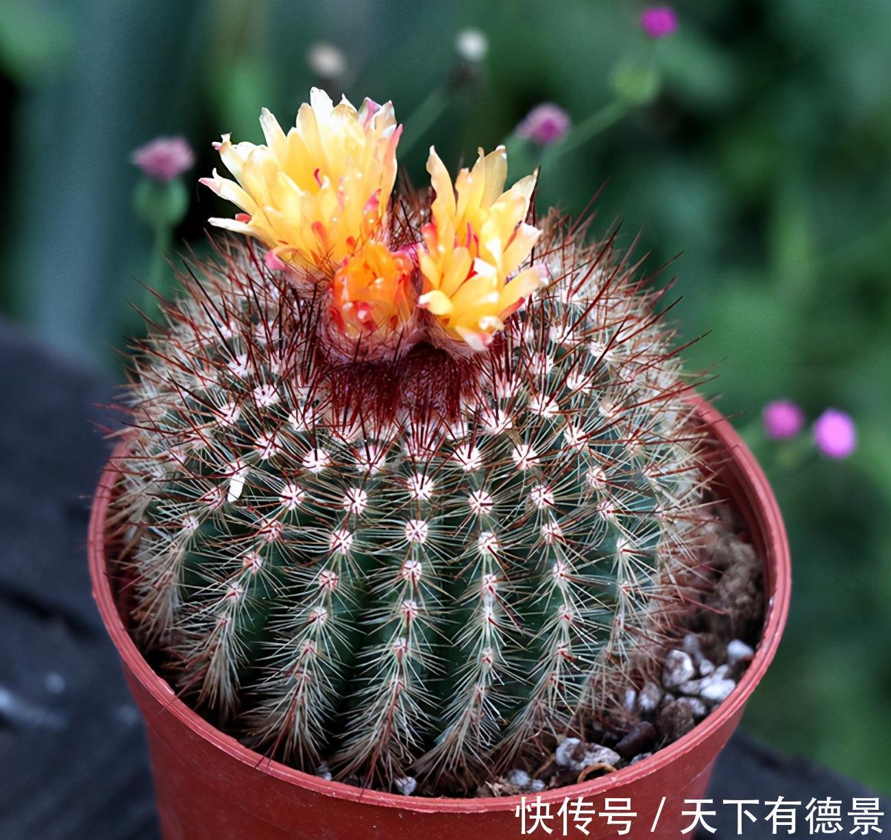 秘密|仙人球开花的秘密,学一学