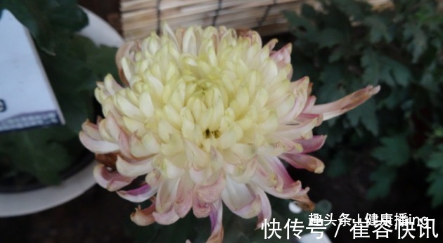 喜欢菊花，不如养盆优良名菊“唐宇云霄”，清新之美，气质典雅！