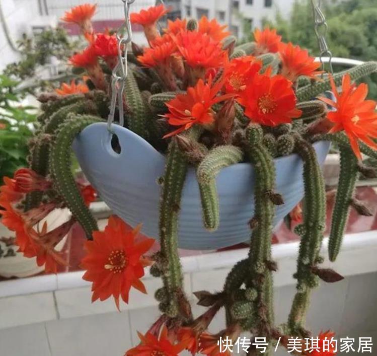 几款艳丽的花卉,漂亮又好闻,沾土就活,容易爆盆,人见人爱!