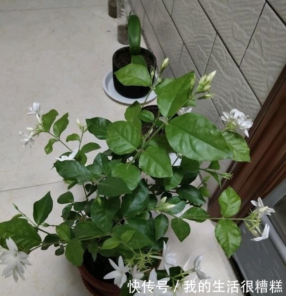 茉莉花怎么养?“清兰花,浊茉莉”,给茉莉换换土,开花更多