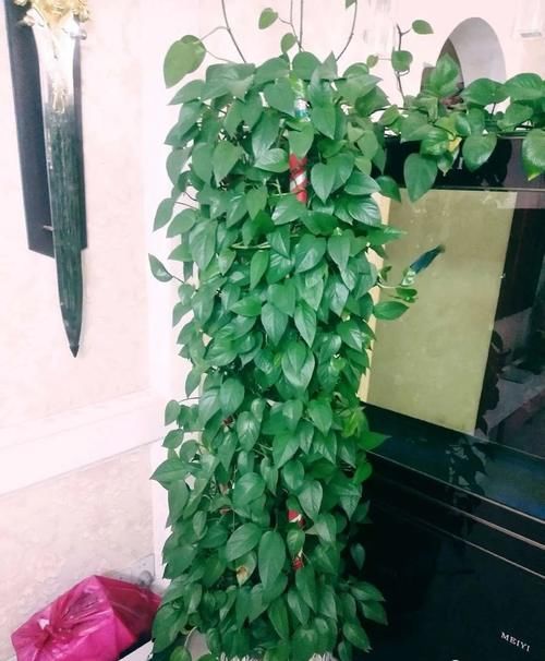 特好看特好养,又浇不死的花,你知道几种?