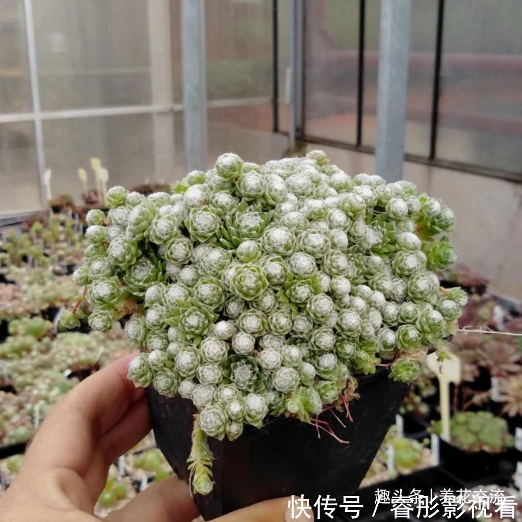 常年“爆崽”的长生草多肉，原来是开完花就挂，你能将它养好么？