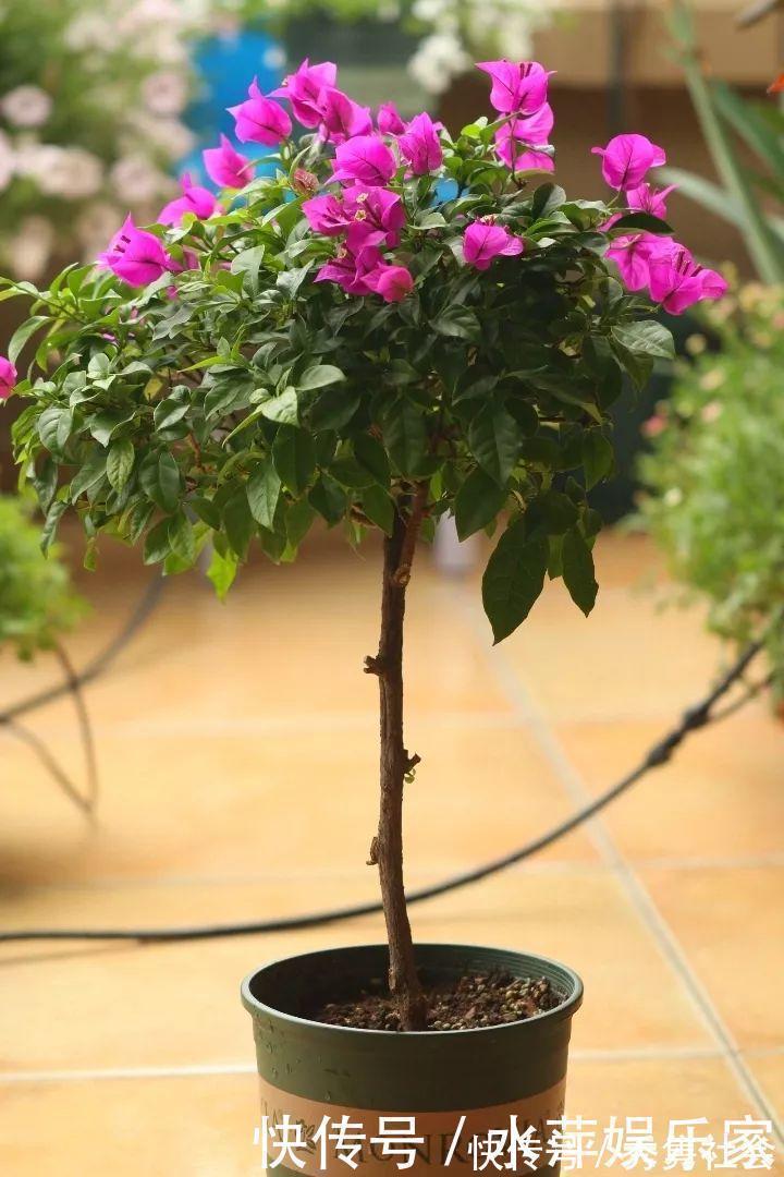 月季|这3种花现在修剪,下个月花苞满头,今年能开5、6次