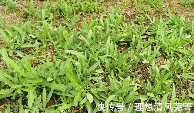 它是“天然抗生素”简单炒炒就上桌,杀菌去火营养好,不懂吃可惜!