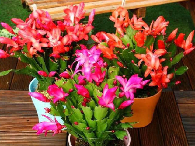 想让“蟹爪兰”开花不断，现在就做好“4点”，秋天一次开爆盆！