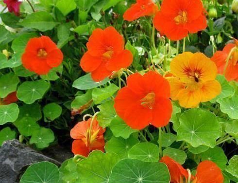 “2种花”往家里养,阳台摆2盆,一年有200多天在开花,太美了