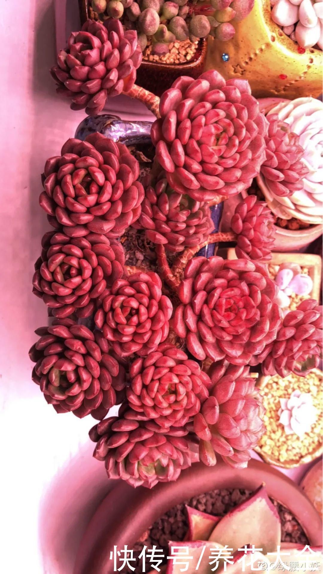 室内养多肉,也能养出水晶果冻色,任谁看到都说好