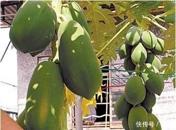 我在阳台用花盆种了这八种果树后,一年到头都没买水果!