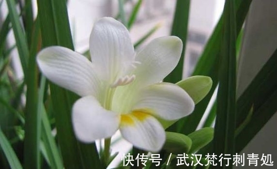 浇水|小雪后，养什么花？以下3种“幸福花”，寓意心怀感恩一生幸福