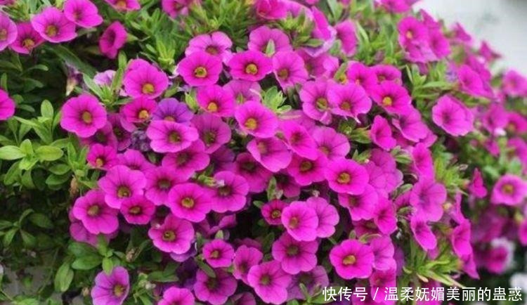 4种花漂亮又好养,扔土里就能开花,特别适合养花新手!