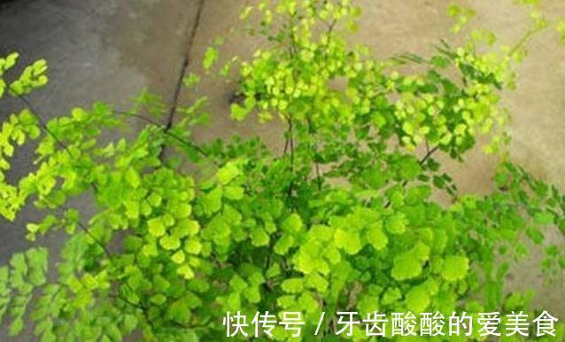 客厅卧室养2种绿植，观赏性高，夜晚释放氧气，睡眠好