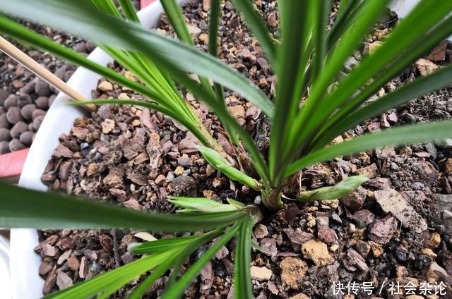 盆里撒点粉,兰花30天变了样,每年都开花