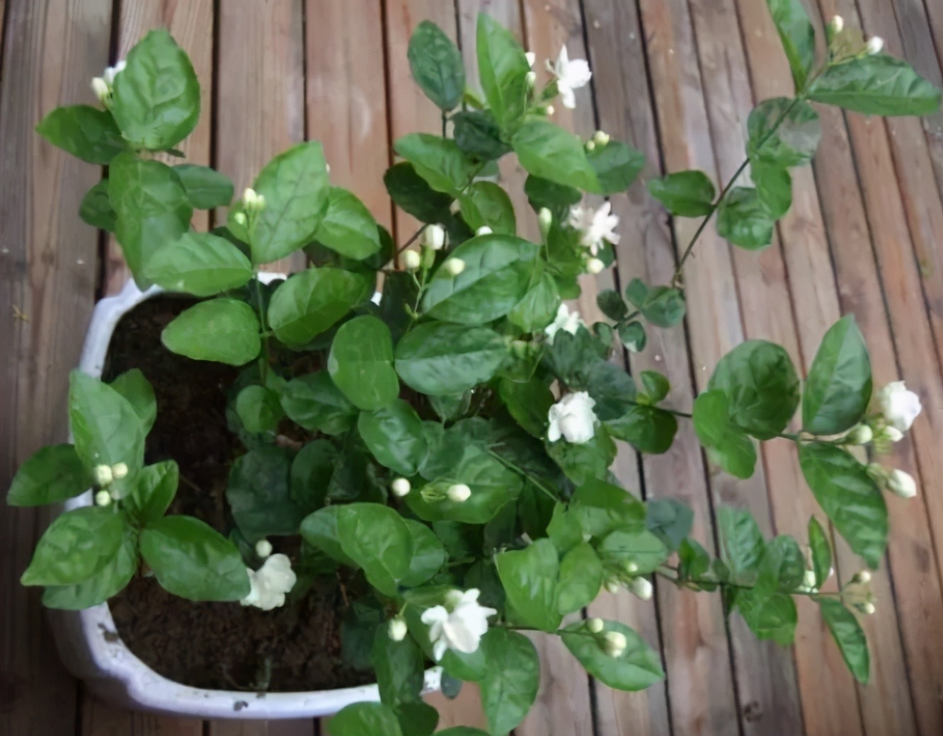 栀子花|养花高手都在养这6种花,四季开花非常美,最后3种“香味”足