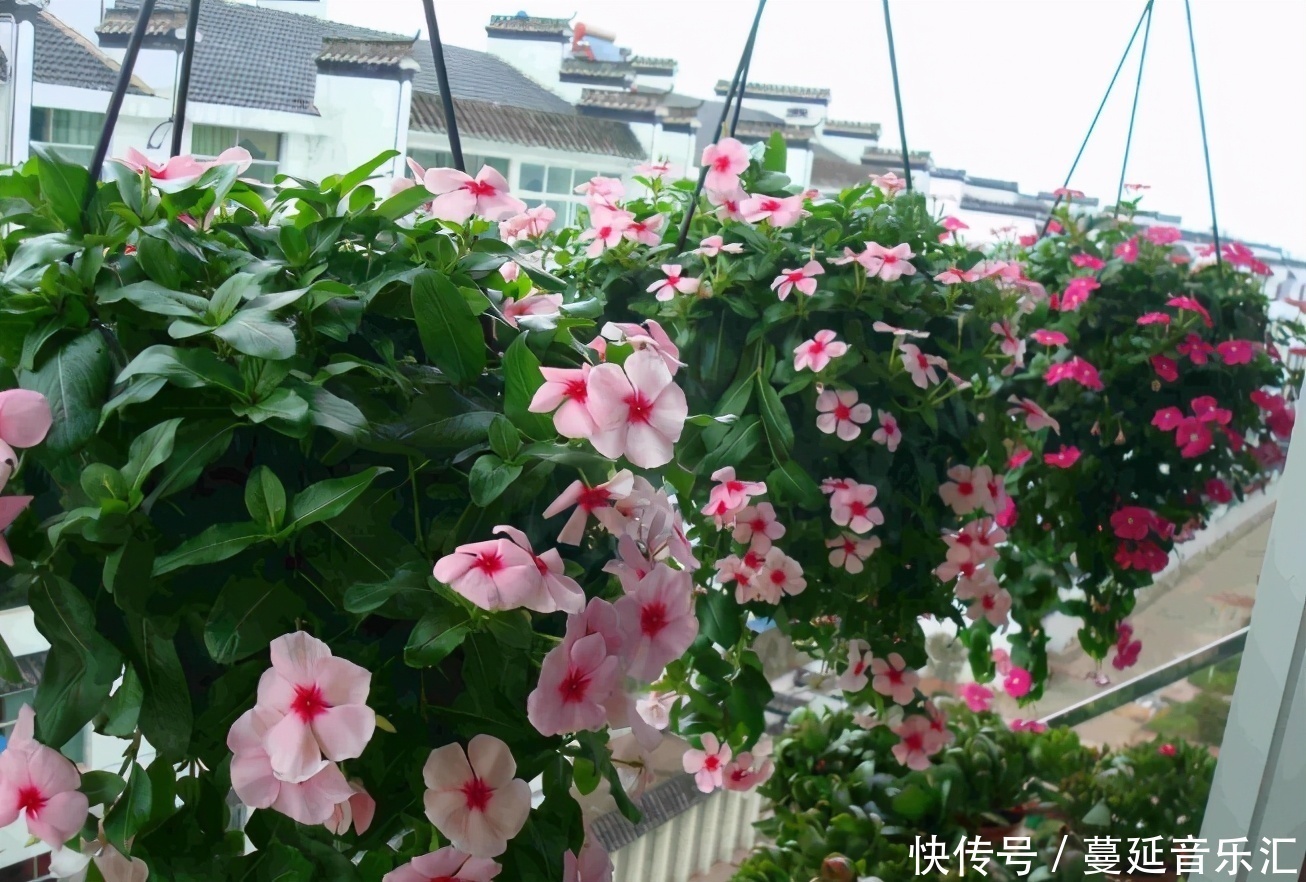 植物|3款花期长、开花就爆盆的植物,适合居家盆栽,好养又漂亮