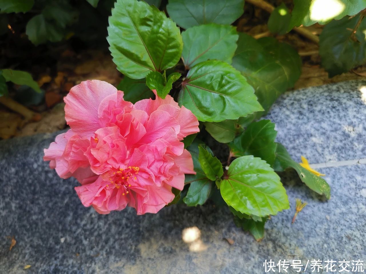 铁线蕨|养花的环境空气干燥，植物容易出问题，6个技巧可增加湿度