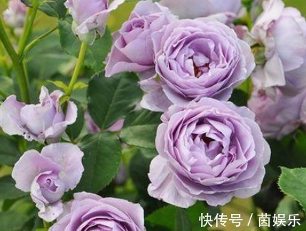 直觉|三个国外培育出来的月季,花朵颜色十分鲜艳,而且抗病性能非常强