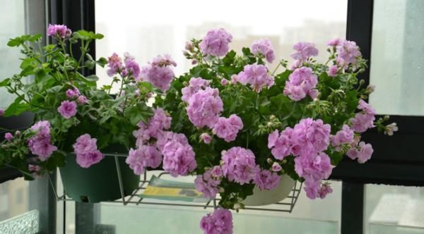 新人养花浇水，没掌握正确方法，别浇这3样“水”