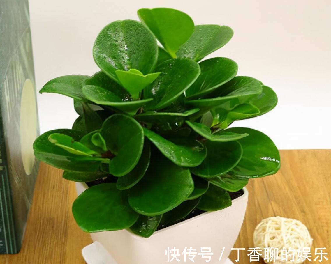 农历9月18霜降后,养什么花?家里养3种花,平安喜乐福泰安康