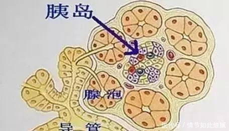 “两个方法”增强糖尿病人的“胰腺功能”让血糖正常,赶紧收藏