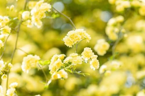 看完文章才知道,中国月季不止今天的美丽,还有辉煌的曾经