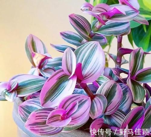 吊兰|吊兰中的贵族“油画婚礼”，一叶多色，好养易活，自带浪漫气息