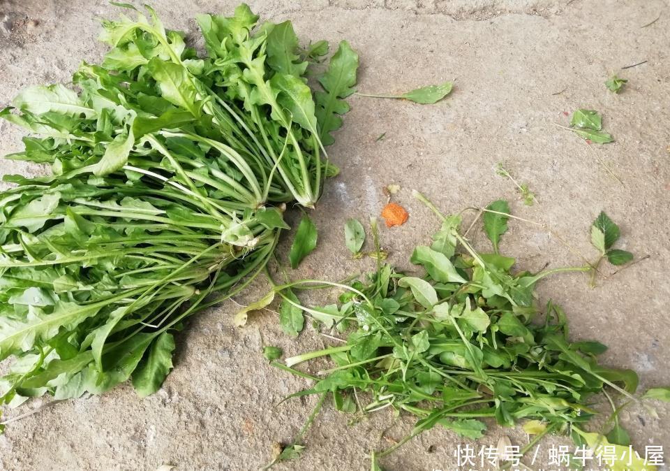 这菜不花一分钱,焯水储存一年都不坏,现在正当季,不懂可惜了