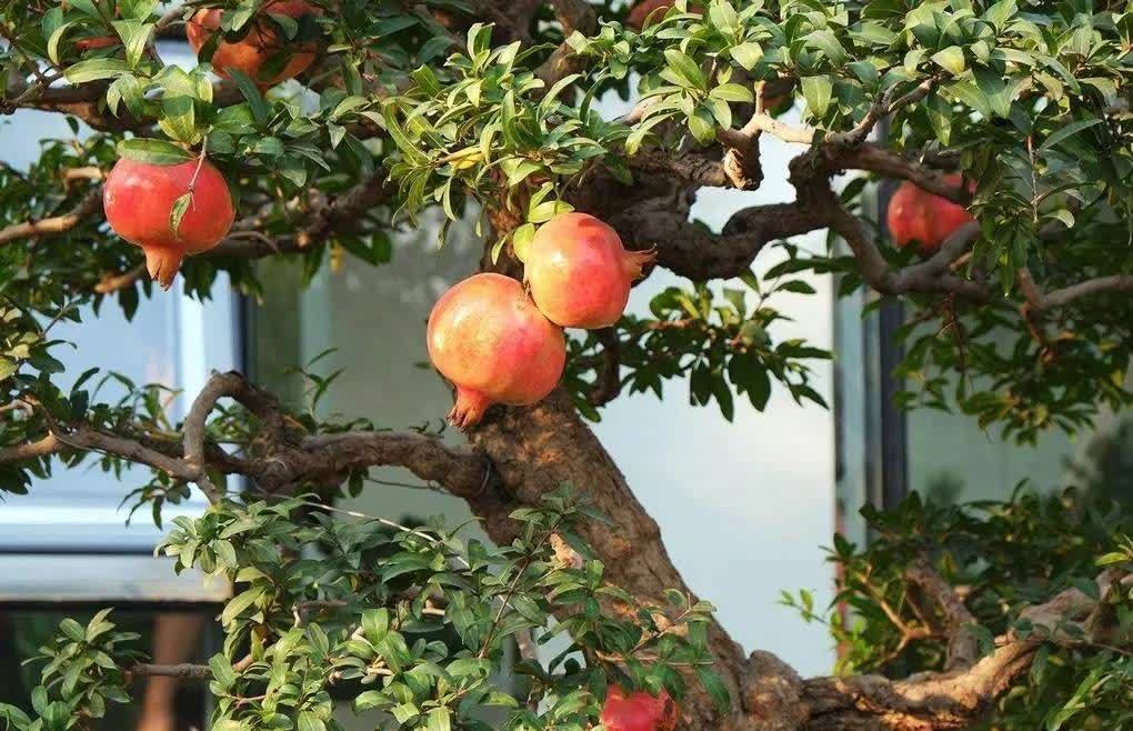 进入3月植树忙,有空地就种“4种树”,能看能吃,越大价值越高