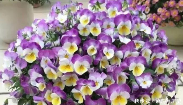 养花就养4种花，家里养一盆，开花漂亮花期长，越养越喜欢