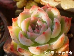 温差越大多肉状态越好,关于这点,你需要了解其中的B面