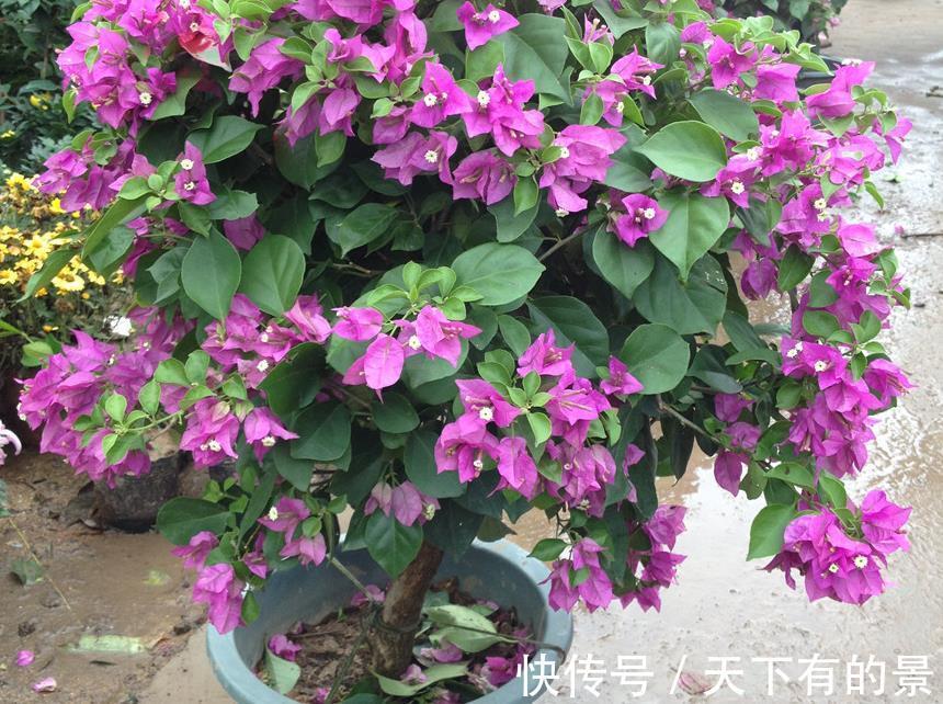 分化|盆栽三角梅该怎么催花?谨记2点,轻松达到目的