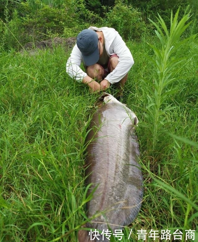 升钟湖钓获“巨怪”——66斤大口鲇出水！