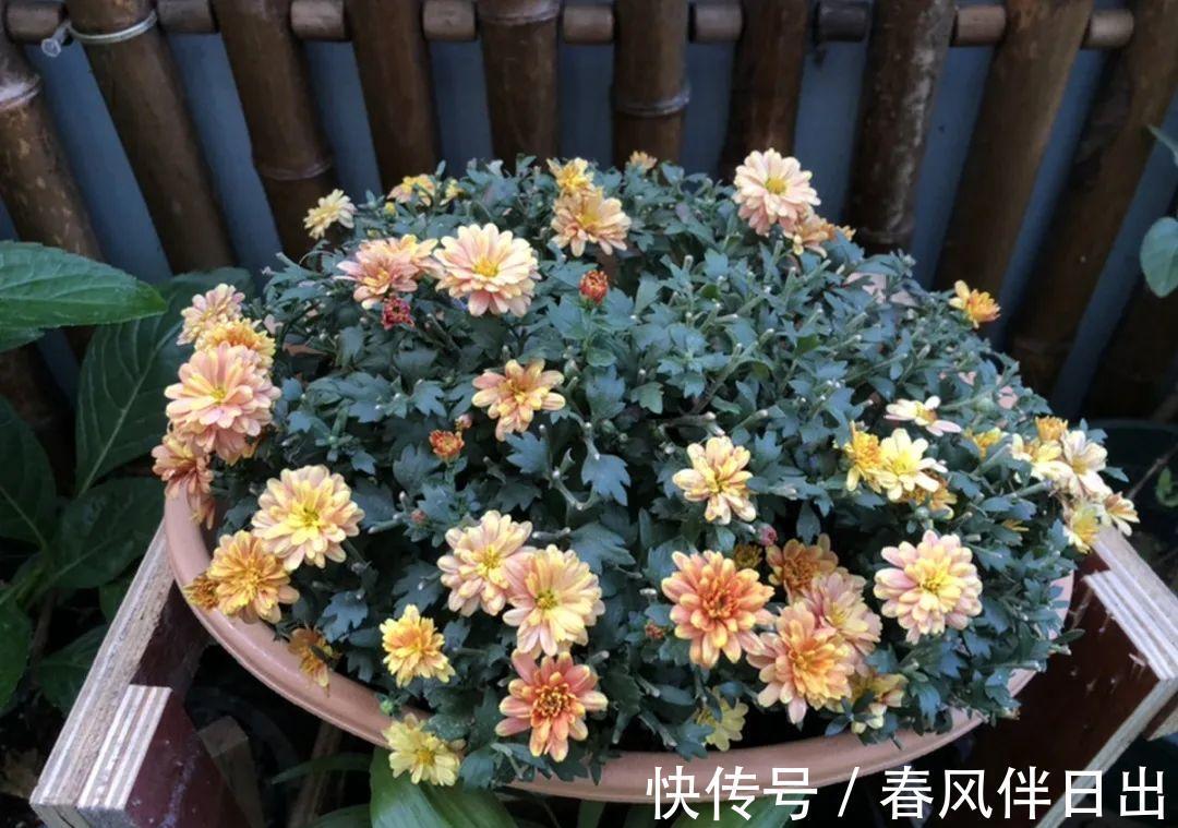 施肥|8种花赶紧剃头,剃得越狠,开花越多