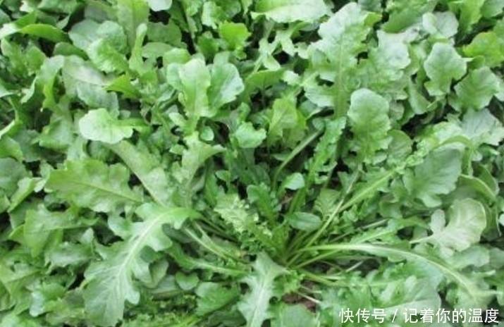 荠菜|几种农村常见的食疗野菜,好吃健康,还有降血糖,清热解毒的功效