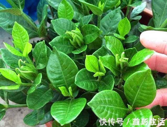 薄荷|“细菌”不喜欢的“3种花”,多养几盆,家里香喷喷,心情美美哒