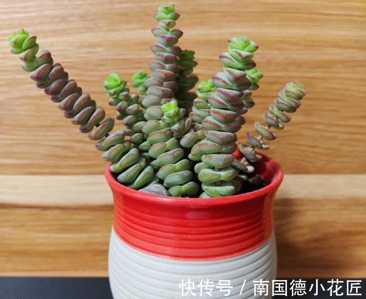 钱串子|3种花名字带“钱”寓意好，还是净化小能手，吉祥又健康