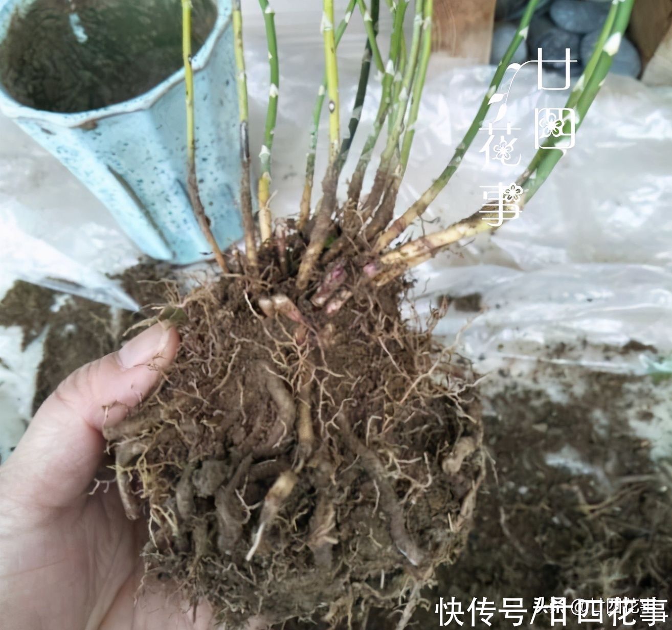 春天养文竹,记得给它“翻翻新”,咔嚓剪几刀,笋芽蹭蹭冒