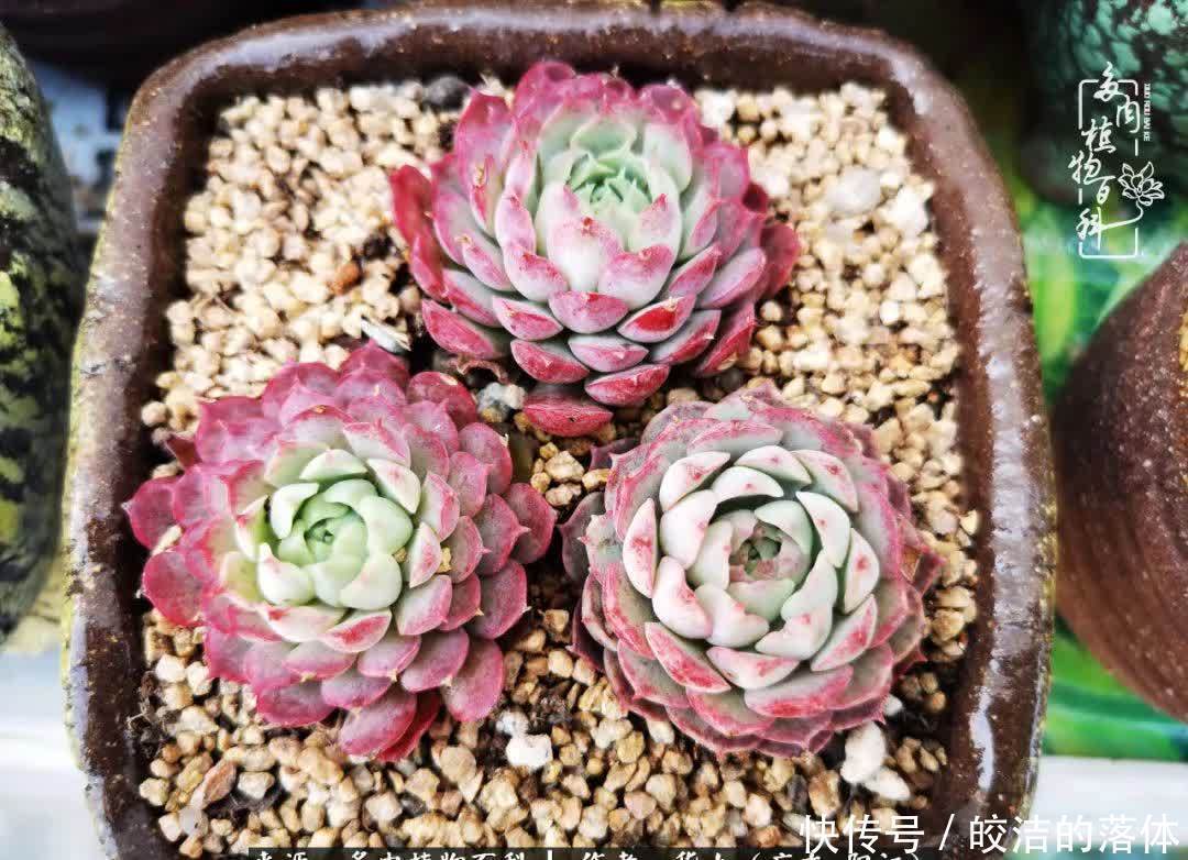 广东的冬天是多肉的春天,时间是最好的魔法师!