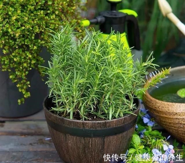 植物|想让家里病菌少，就养这五种植物，漂亮又好养，家里至少要有一种！