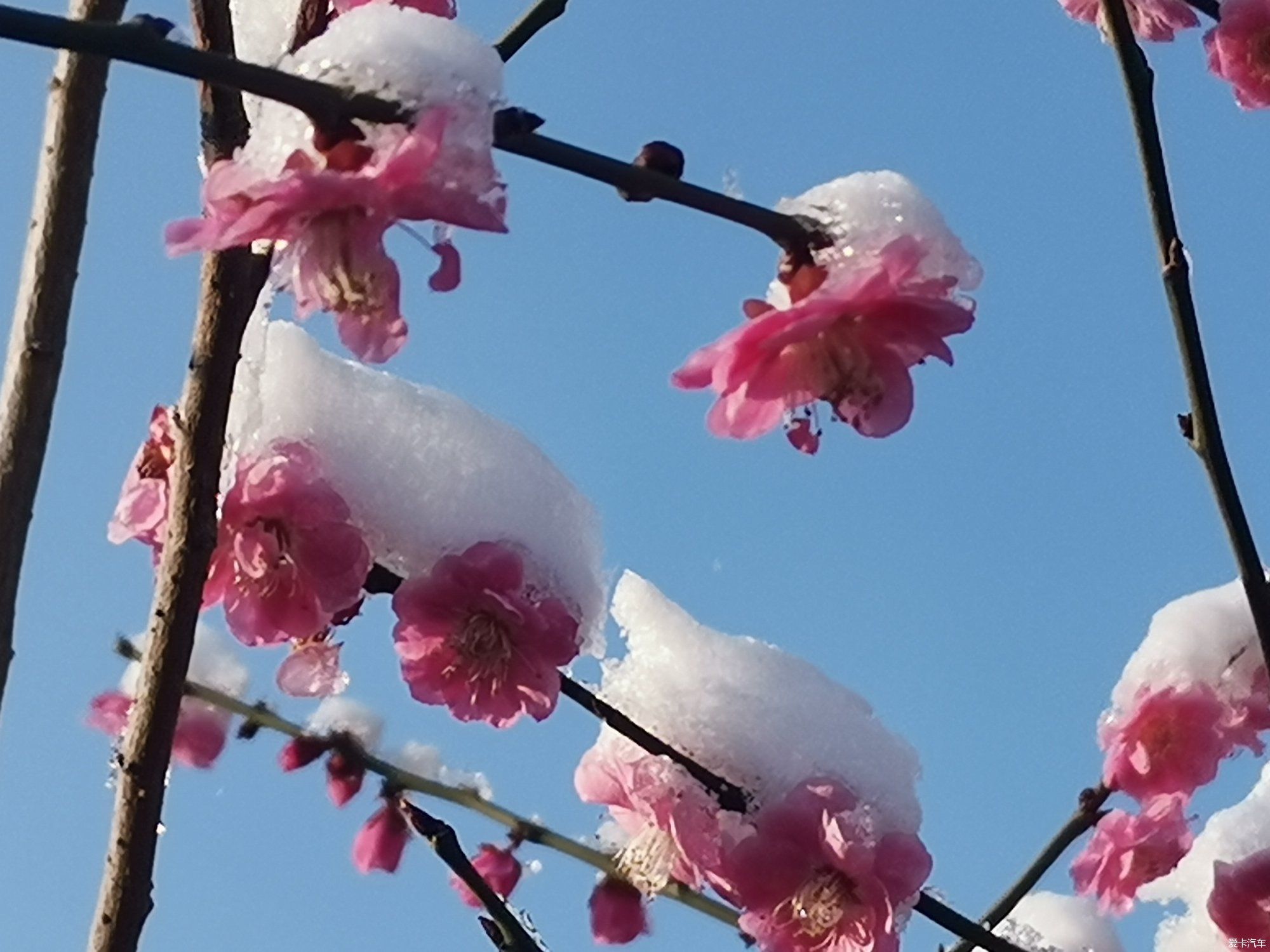 老年|【爱卡踏青季】踏雪寻梅