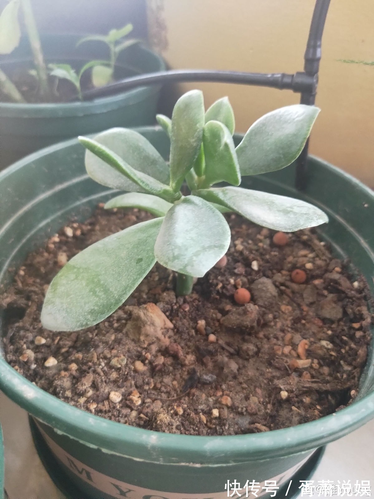 虎皮兰|3种花要“穷养”,塞进小盆少浇水,长得格外好