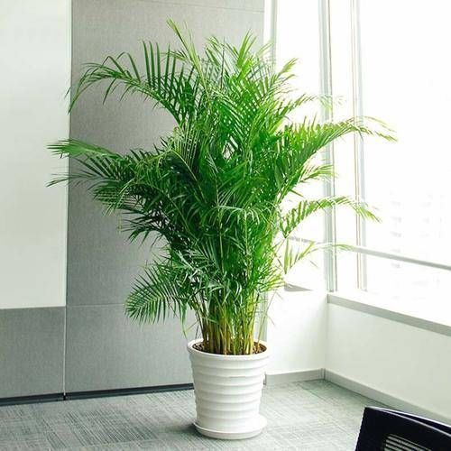 客厅|3种大盆栽,在客厅养一盆,美观大方,还能吸甲醛