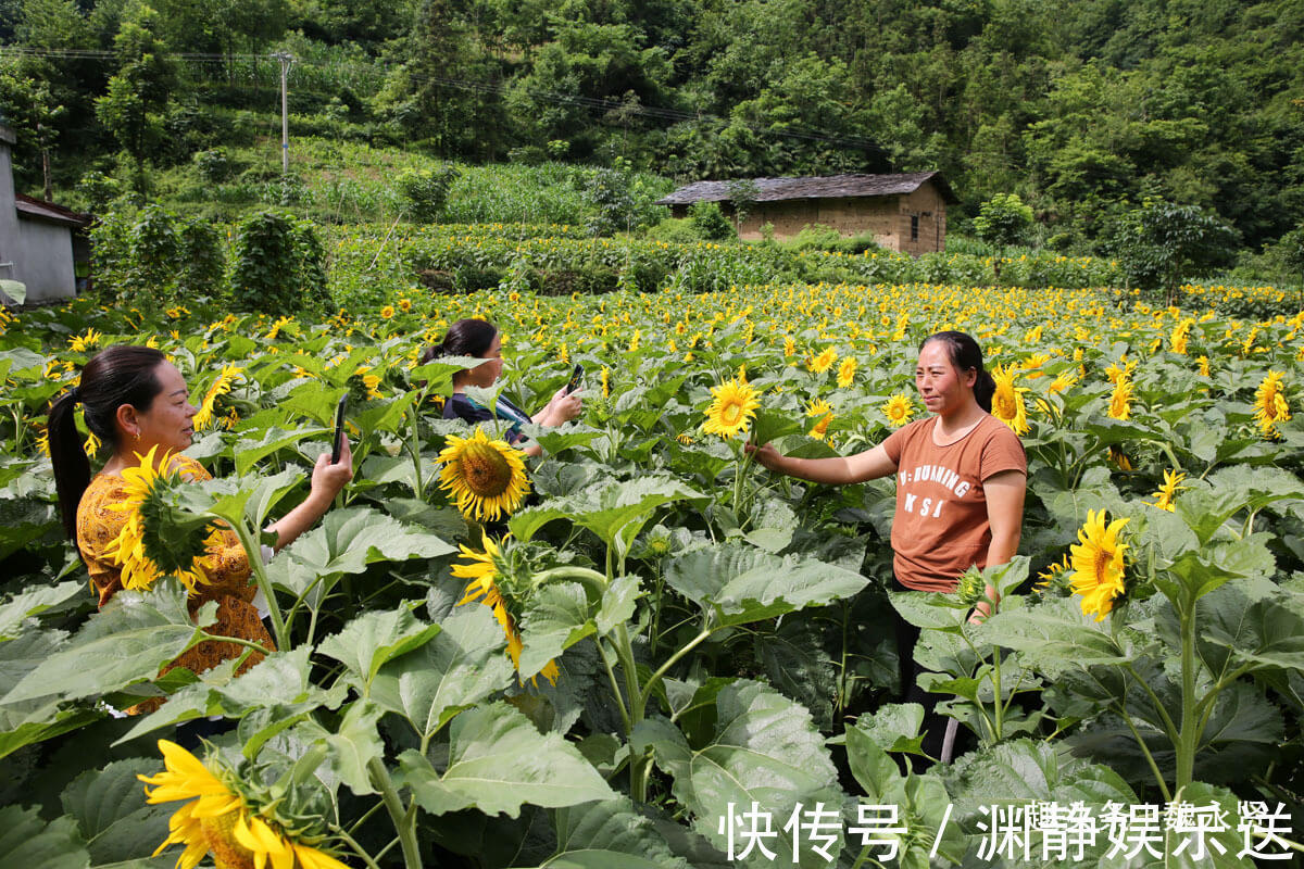 油葵|隐世小山村向日葵花盛开引来游客，高颜值经济让村民脱贫致富