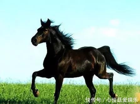 古代|汗血宝马:中国古代最顶级的战马,千米行程只需66秒