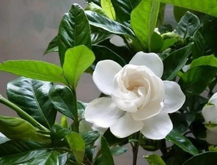 几种花常年开花易爆盆,开花多又美,人见人爱,开成小花园!