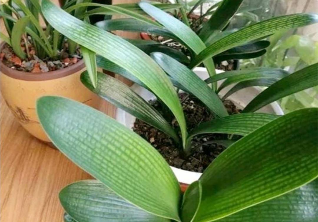 烂根|君子兰烂根不要扔,用这种方法处理,一个月长满新根