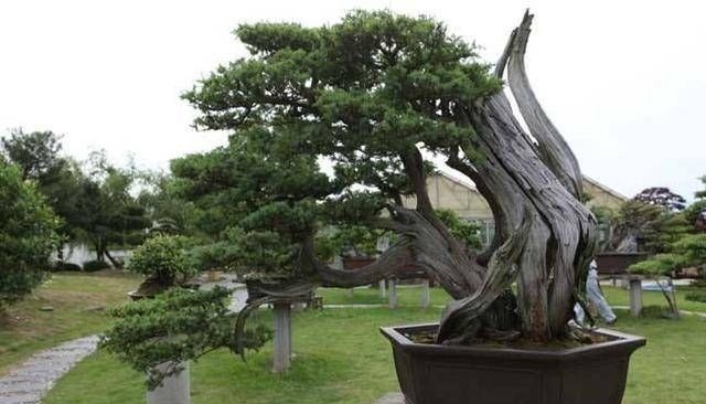 3种名贵盆景山上遍地有，教你养护技巧，个个价值高造型佳