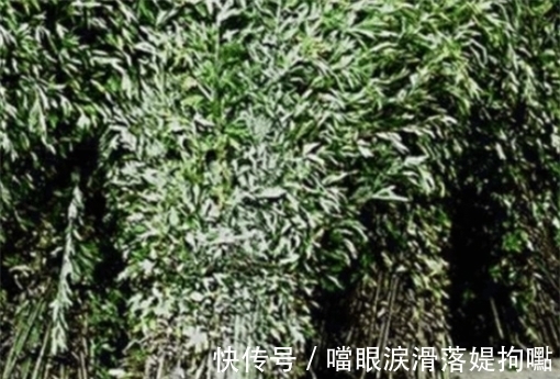 科学家|科学家发现一种植物,能在16小时内杀死癌细胞,癌症有救了?