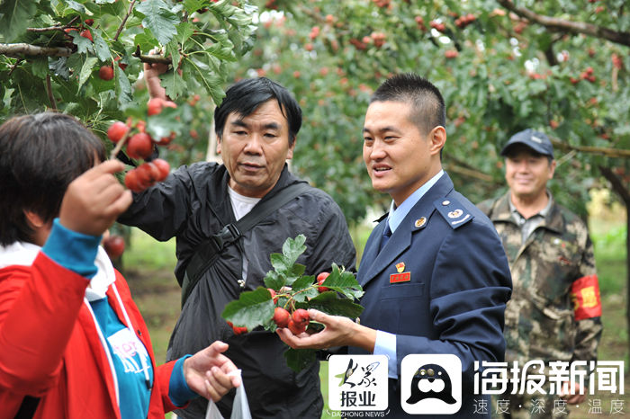 山楂|川道村千亩山楂红了，游客体验采摘乐