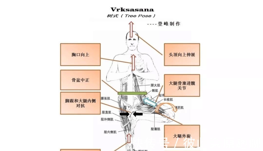 关节|瑜伽人须知的6个解剖学术语,附12个站立体式解剖图!